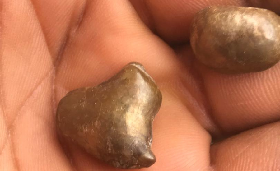 Cow kidney stones