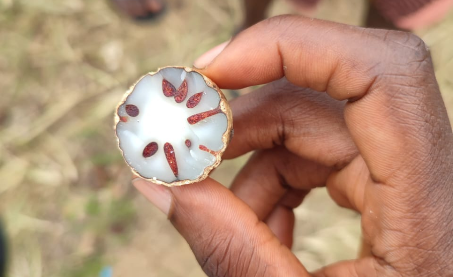 Raffia seeds